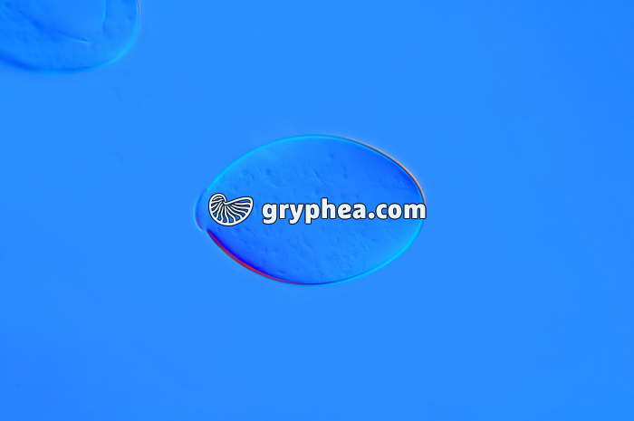 Petite douve du foie - ver parasite - Oeuf isolé x100 - gryphea.com